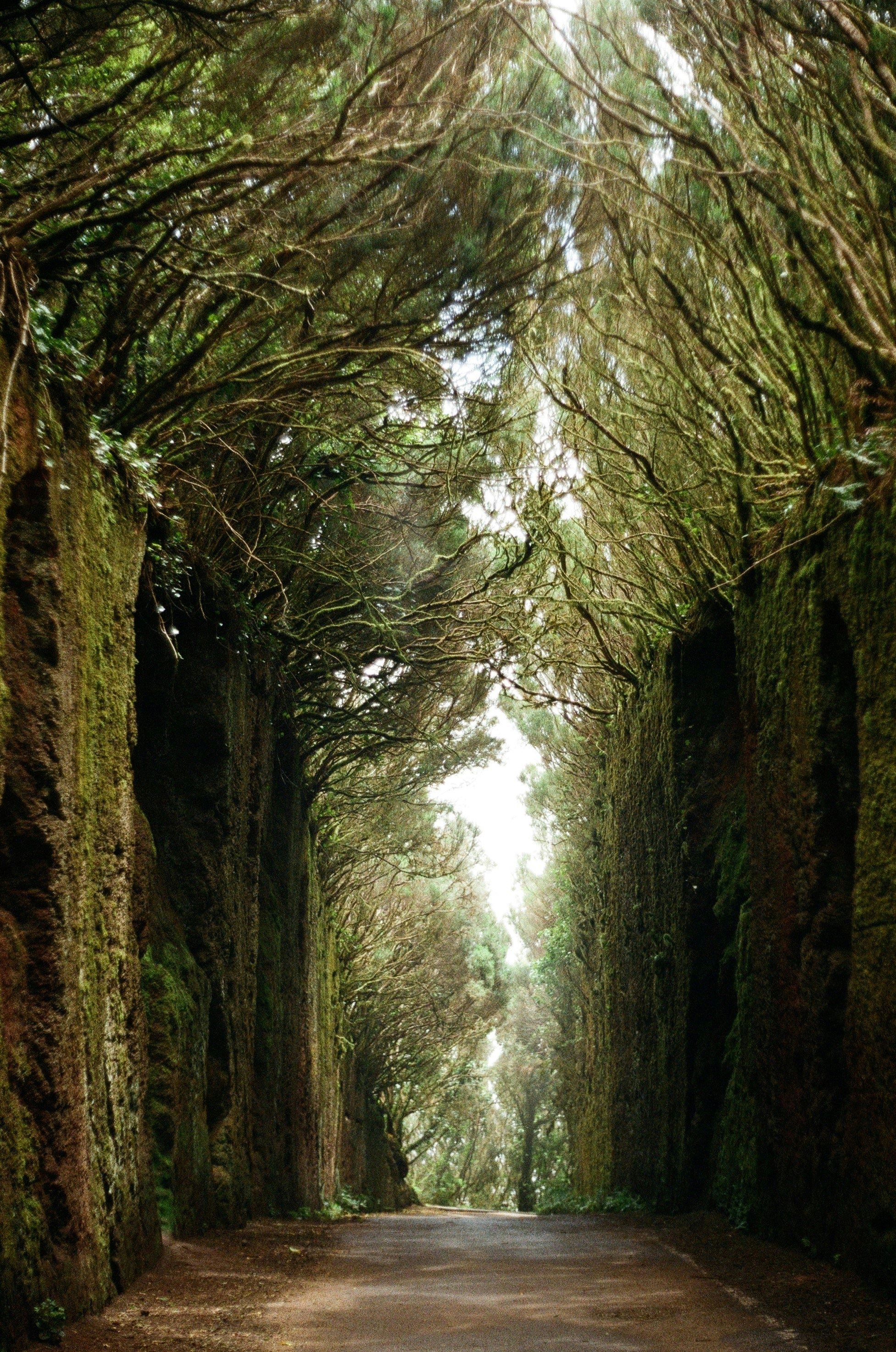 Best Hiking Trails in Tenerife